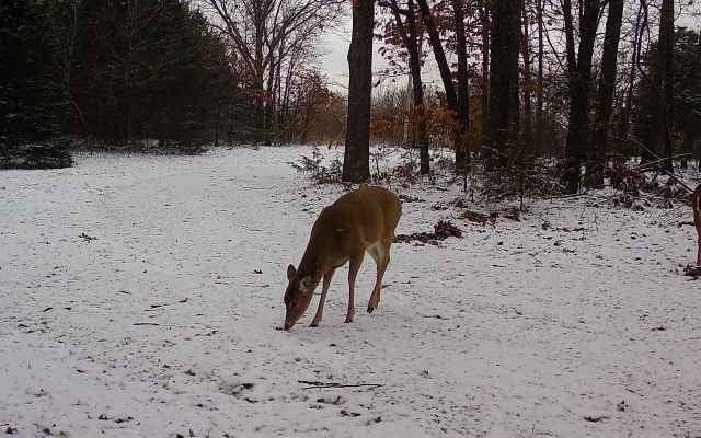 Whitetail deer in the snow at Mutton Creek Getaway